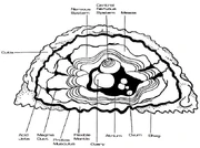 Internal anatomy of the Horta