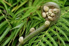 Airillions: unfurled Koru