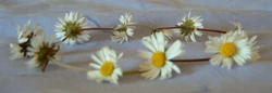 Airillions make daisy chains