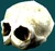 Squill Skull