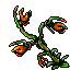 Image:Spit Nettle.gif
