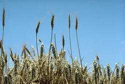 Standing wheat in a typical field in Kansas.