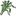 Celandine
