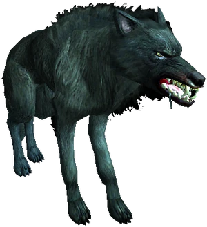 Wolf