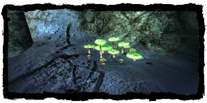 the psilocybe patch
