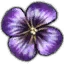Hellebore