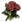Red roses