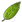 Fool's parsley