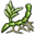Rhizome d'ékinoppe