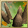 Image:Rock Elf Attack.gif