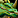 Grafika:IconSmall_DragonGreen.gif