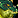 Grafika:IconSmall_SpawnGreen.gif