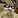 Image:IconSmall Necromancer.gif
