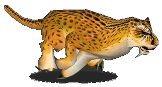 Cheetah