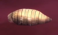 Image of Larva