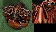 Makrura as seen in Warcraft III