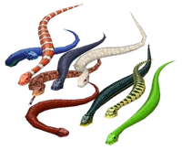 Image of Snake