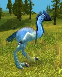 Image of Elder Plainstrider