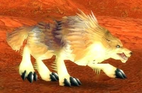 Image of Elder Crag Coyote