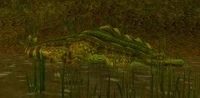 Image of Sawtooth Snapper