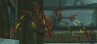 Image of Image of Maexxna