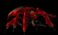 Image of Fire Beetle