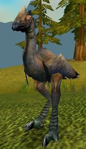 Image of Plainstrider