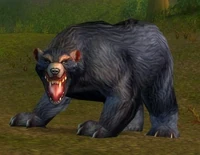 Image of Elder Black Bear