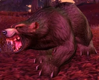 Image of Elder Brown Bear