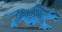 Image of Juvenile Snow Leopard