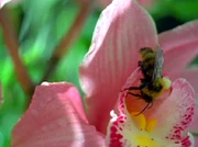 A bee in Victor Klemper's greenhouse, in 1995.
