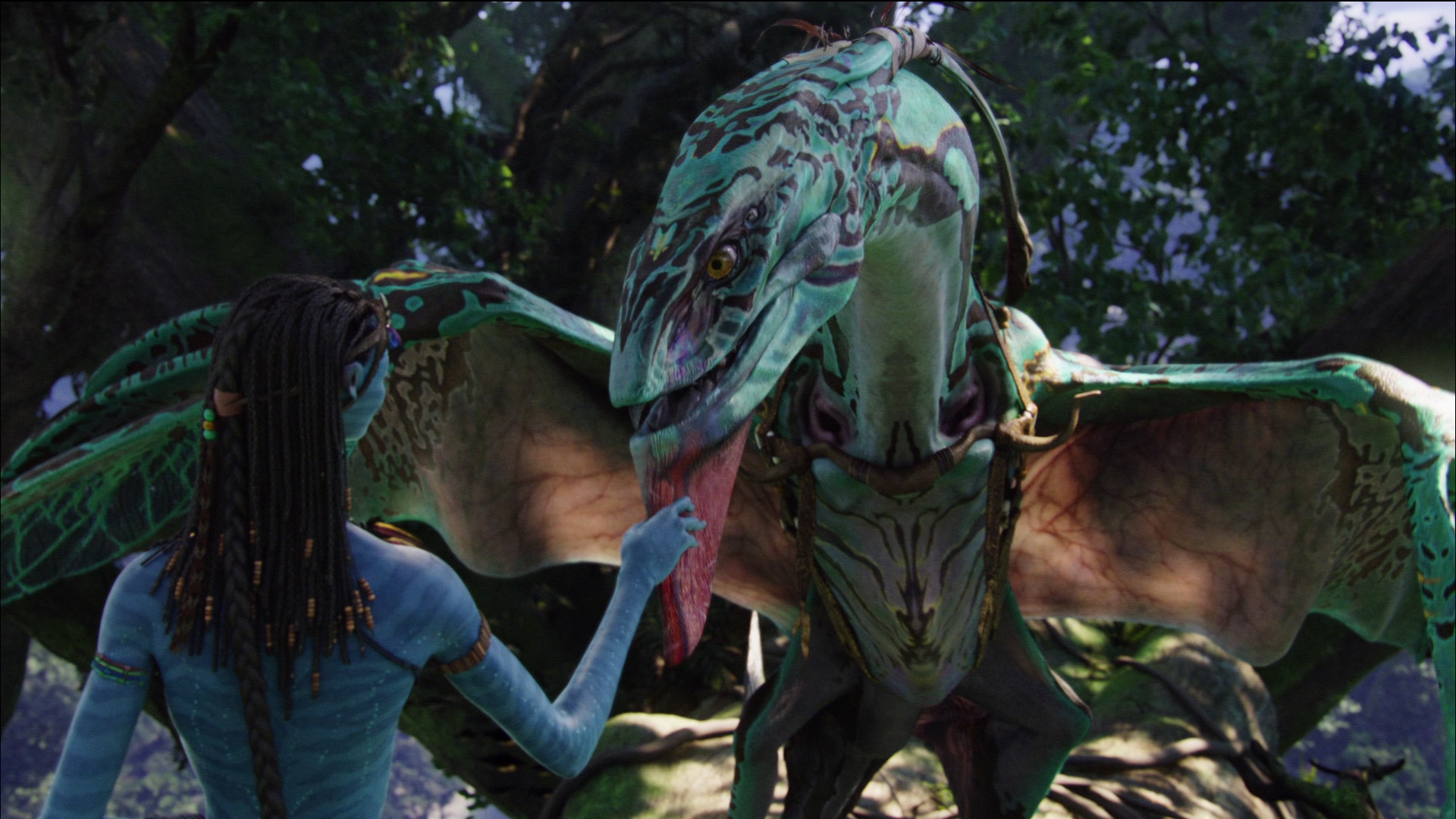 http://images4.wikia.nocookie.net/__cb20100218042358/jamescameronsavatar/images/8/83/Neytiri_petting_Ikran.jpg