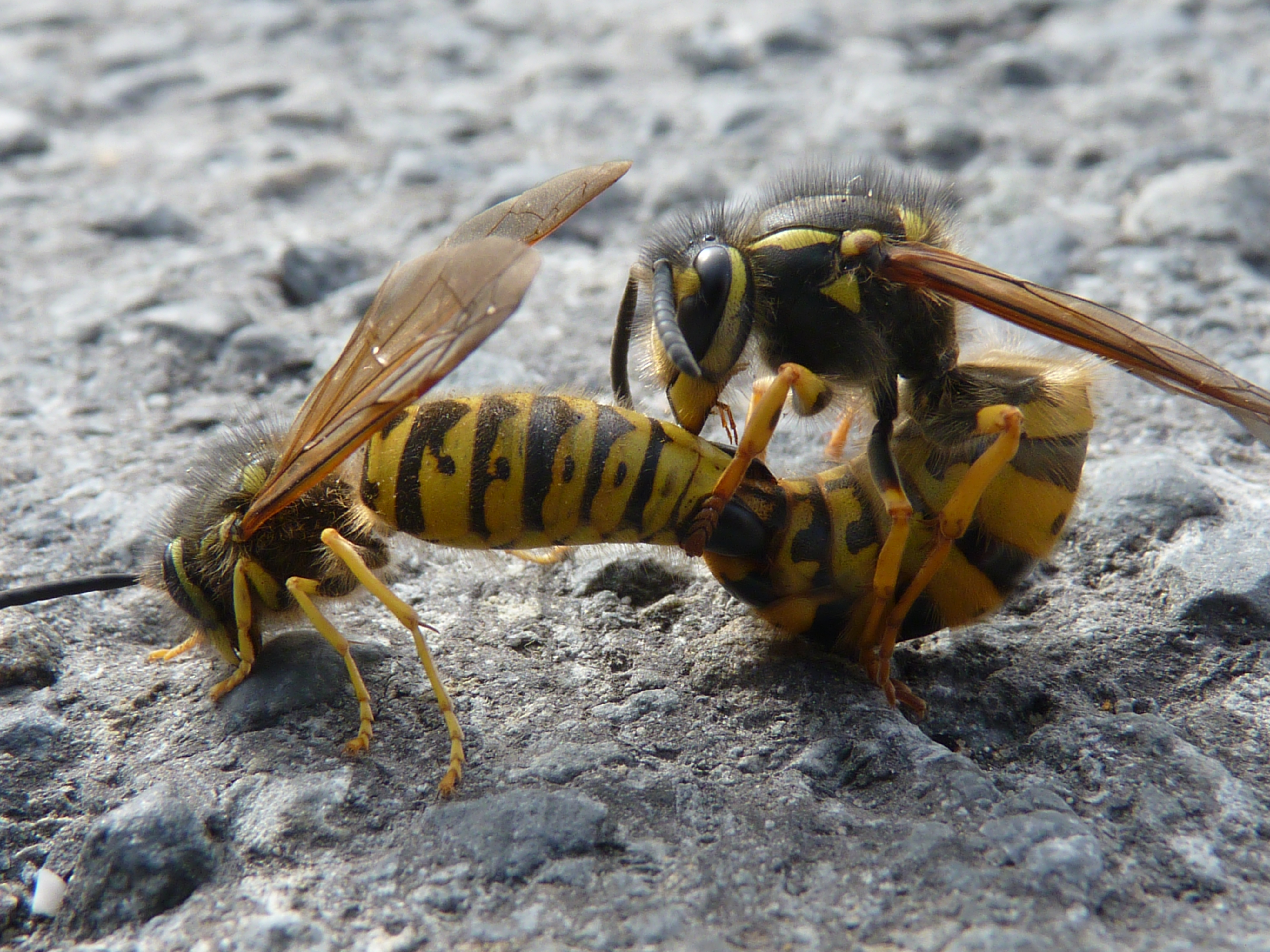 German Wasp - British Wildlife Wiki